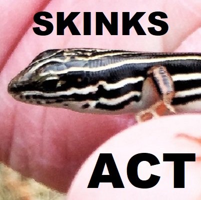 ACT SKINK LIZARDS Scincidae