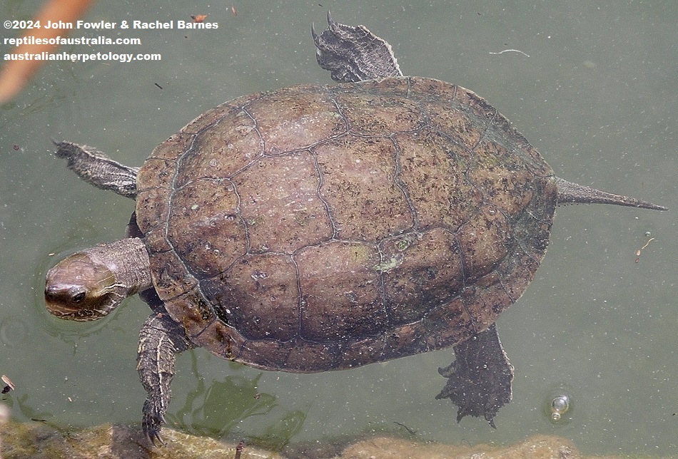 Balkan Terrapin (Mauremys rivulata) photographed on Kos, Greece