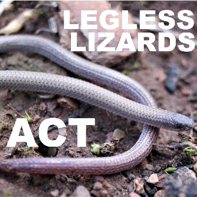 Legless_Lizards_of_ACT.html