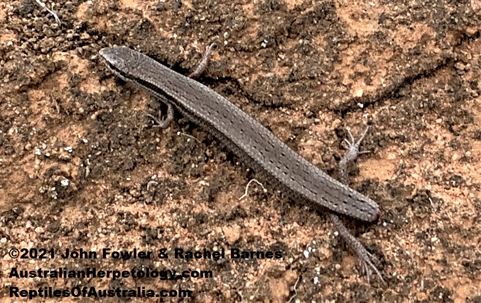 The Common Dwarf Skink (Menetia greyii) will readily drop its tail.