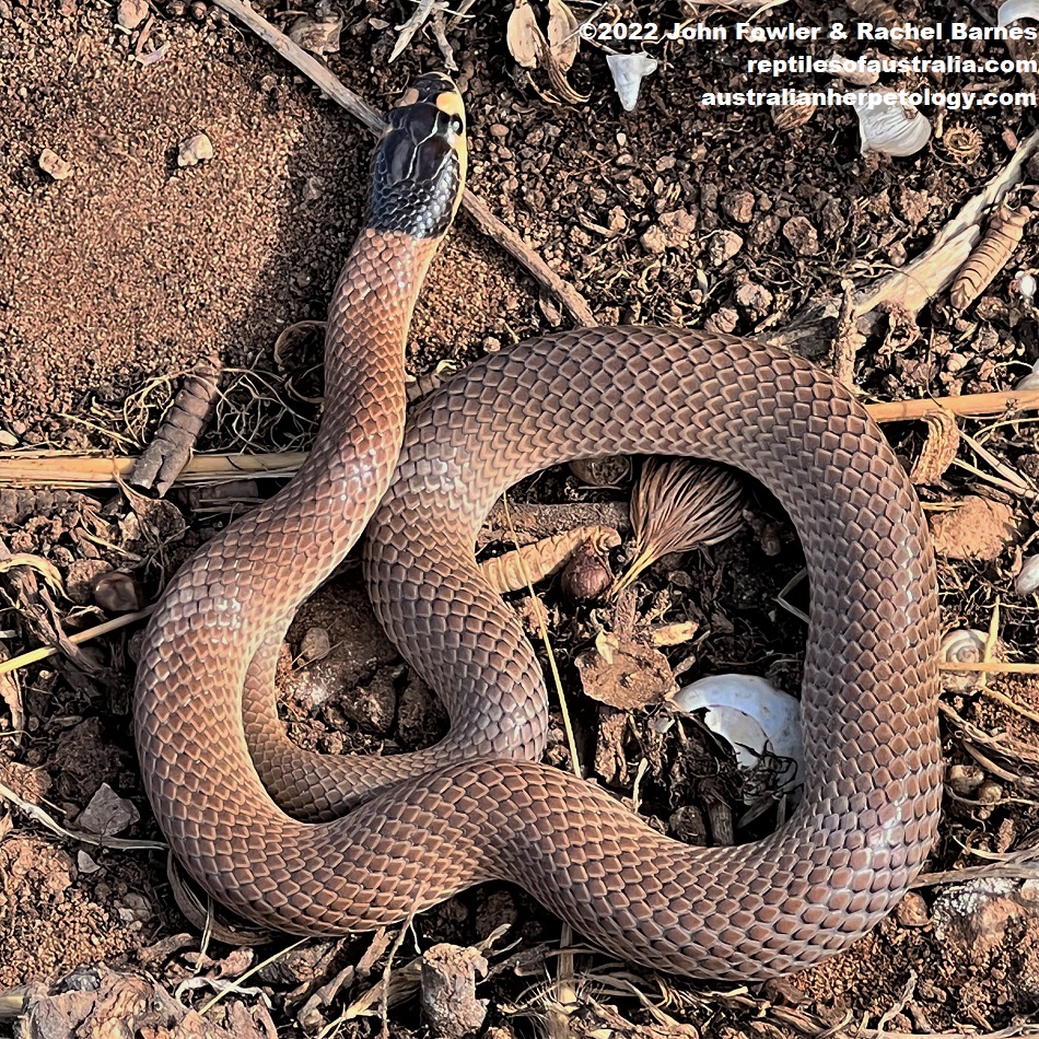 This photo of a Spectacled Snake (Suta spectabilis) was taken north of the Adelaide Metropolitan area, South Australia