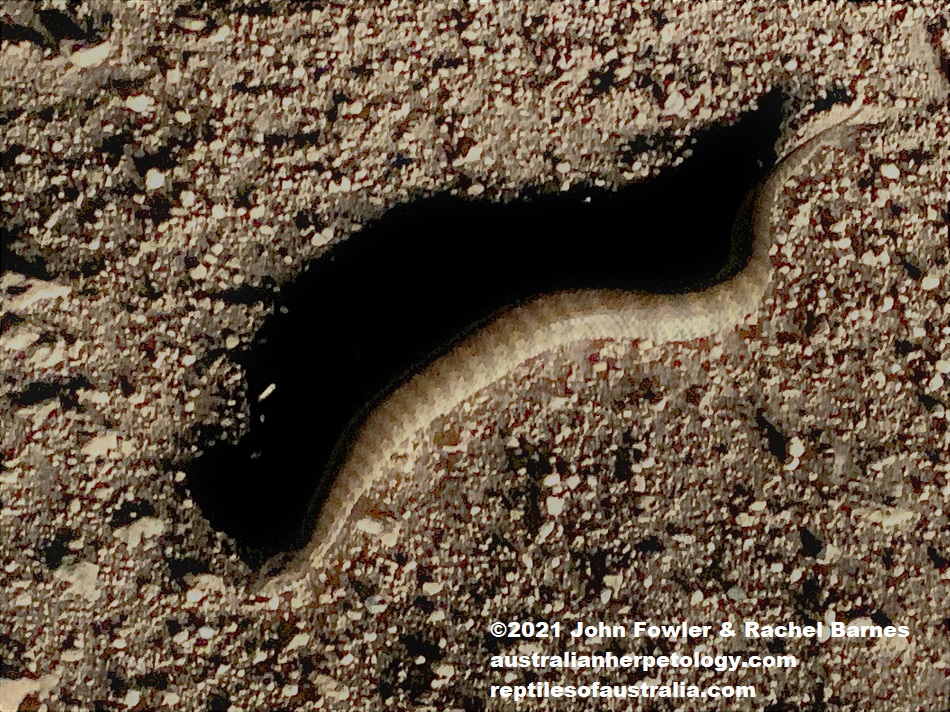 I photographed this Common Death Adder (Acanthophis antarcticus) crossing the road on York Peninsula, South Australia