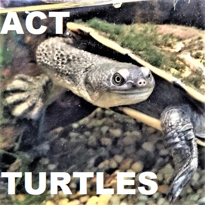 Turtles of ACT