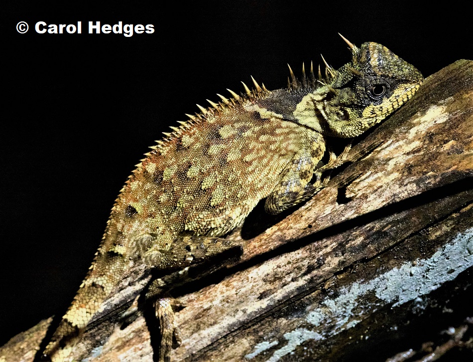 Peninsular Horned Tree Lizard (Acanthosaura armata) photographed in Thailand