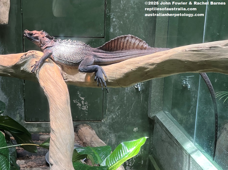 Philippine Sailfin Lizard (Hydrosaurus pustulatus) photographed at the National Zoo of Malaysia (Zoo Negara)