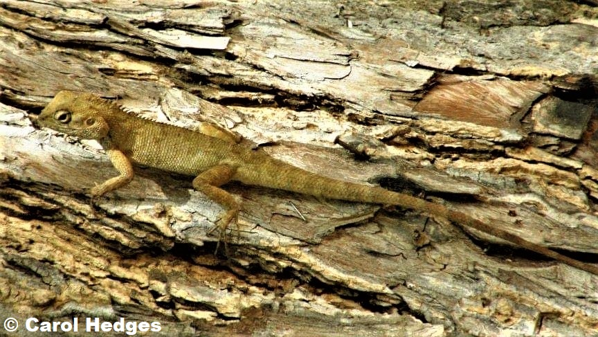 Oriental Garden Lizard (Calotes versicolor) photographed in Siem Reap, Cambodia