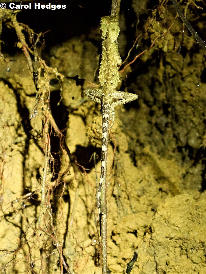 A subadult Armored Pricklenape (Acanthosaura armata)