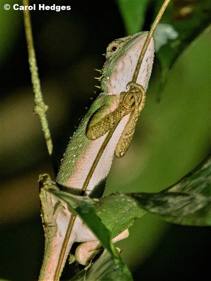 A subadult Armored Pricklenape (Acanthosaura armata)