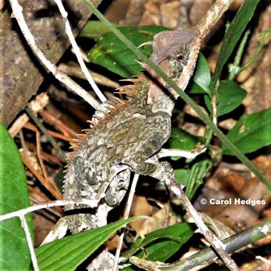Armored Pricklenape (Acanthosaura armata) photographed near Kampot, Cambbodia