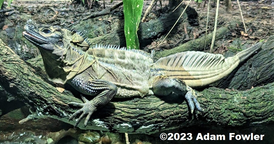 Amboina Sailfin Lizard (Hydrosaurus amboinensis) photographed at Singapore Zoo