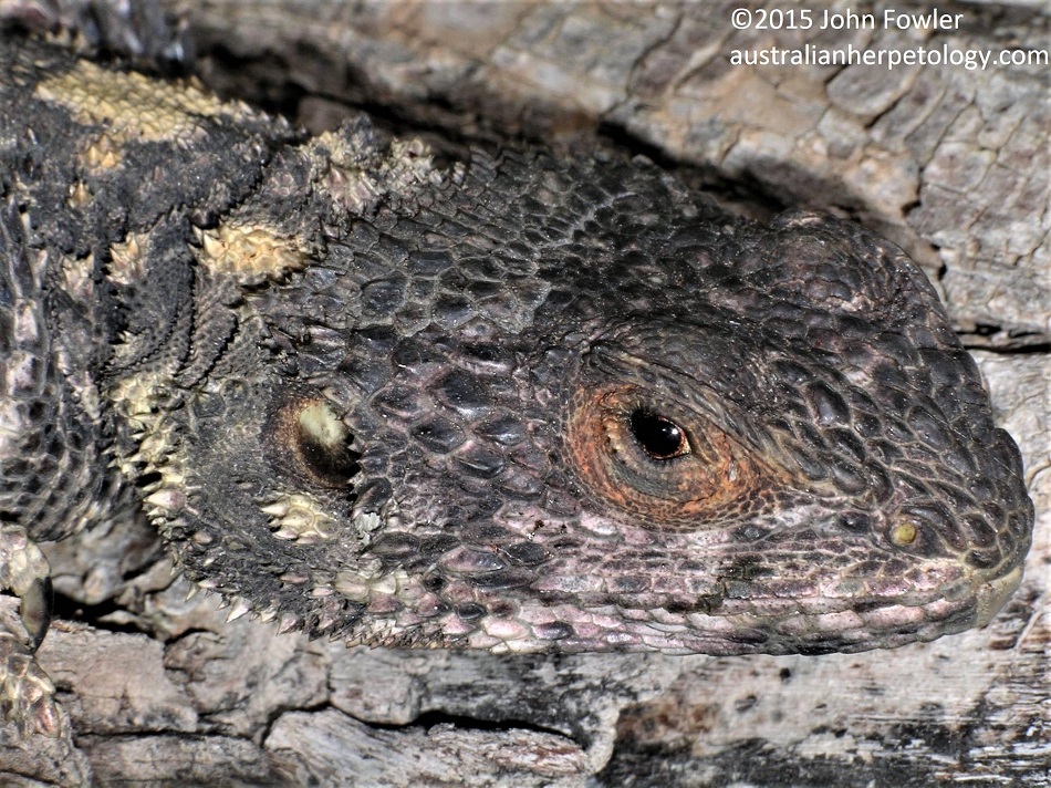 Starred Agama (Stellagama stellio) photographed on Kos, Greece