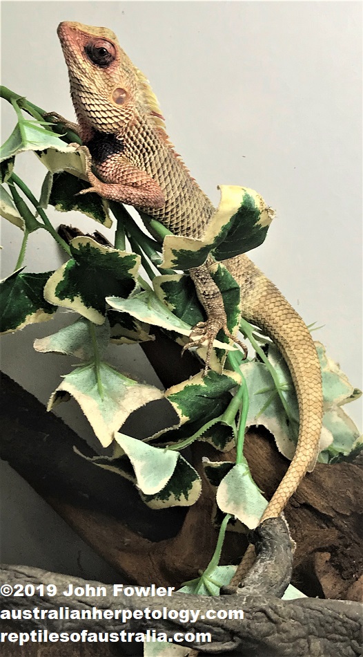 ORIENTAL GARDEN LIZARD  Calotes versicolor