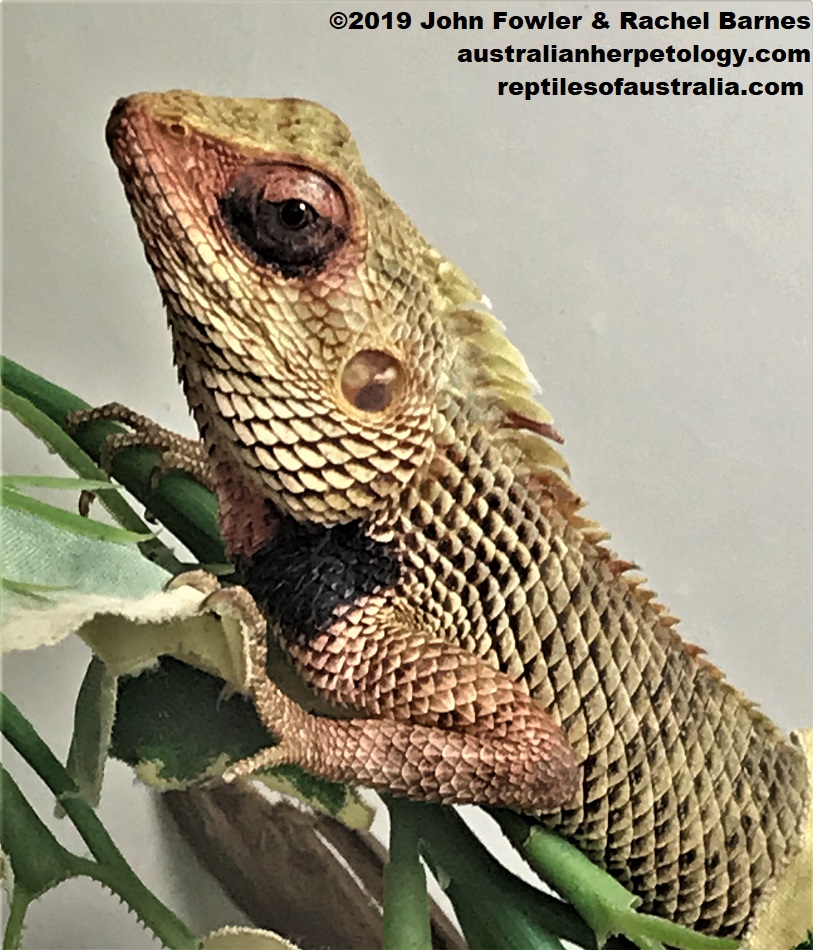 ORIENTAL GARDEN LIZARD  Calotes versicolor