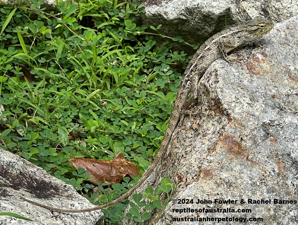 Juvenile Oriental Garden Lizard (Calotes versicolor) photographed on Sentosa Island, Singapore