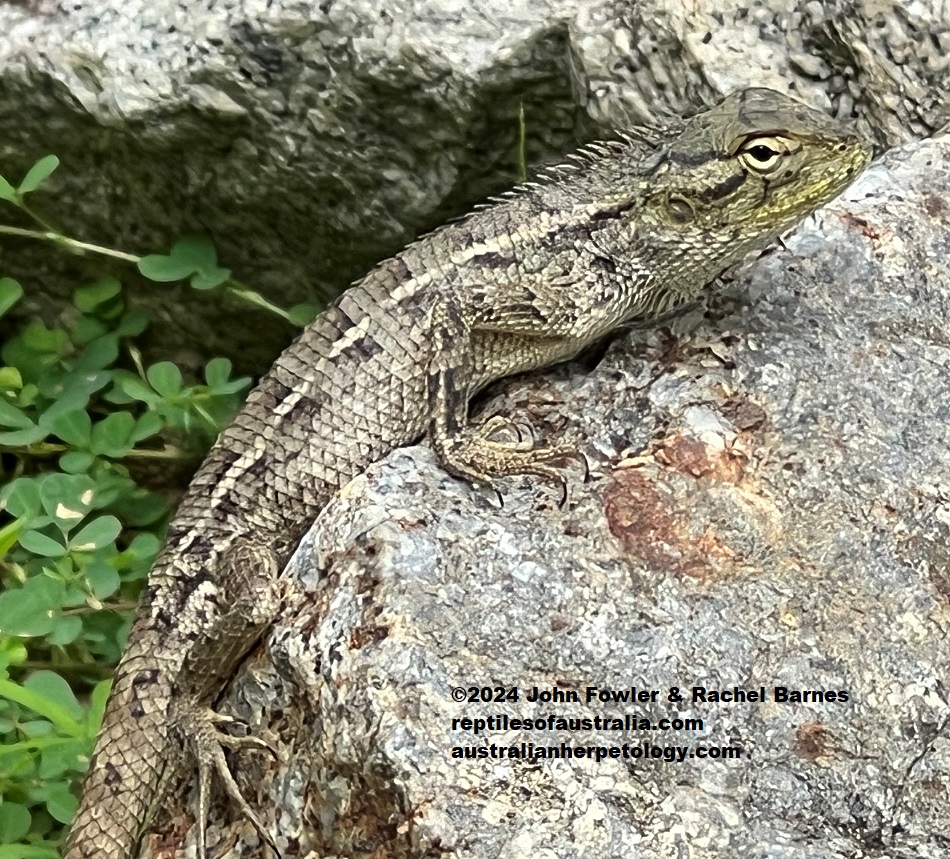 Juvenile Oriental Garden Lizard (Calotes versicolor) photographed on Sentosa Island, Singapore