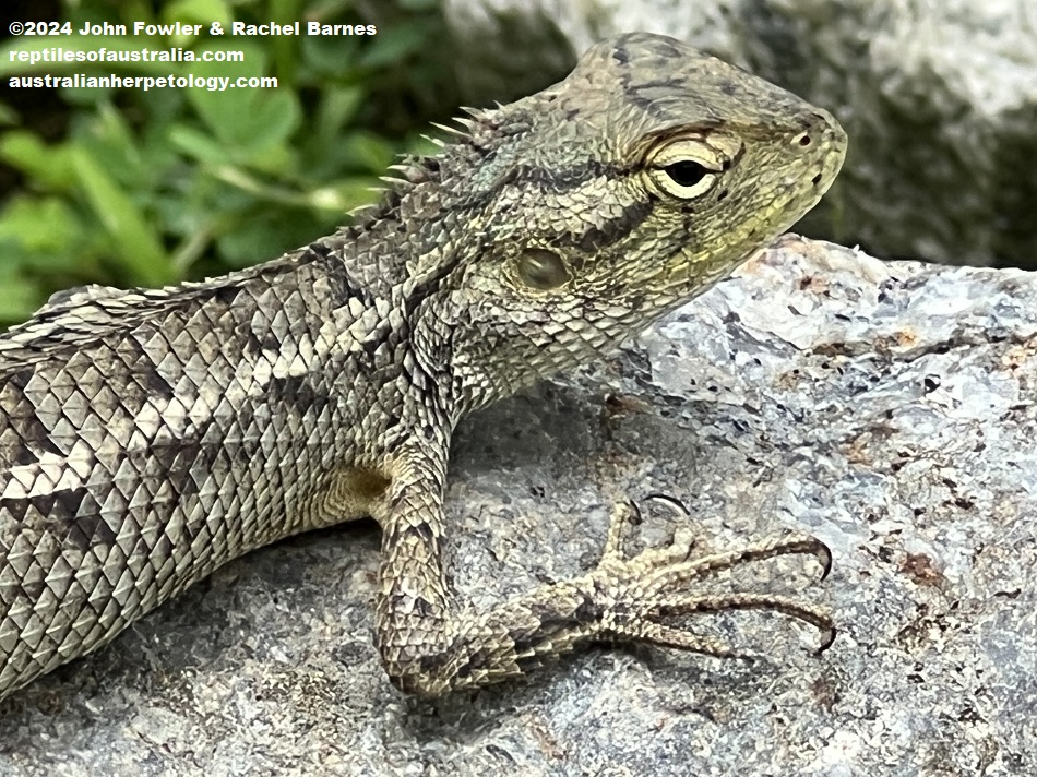 Juvenile Oriental Garden Lizard (Calotes versicolor) photographed on Sentosa Island, Singapore