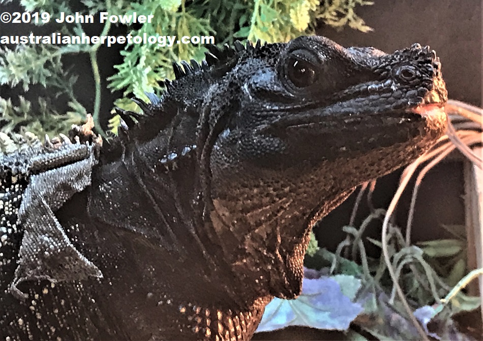 Philippine Sailfin Lizard Hydrosaurus pustulatus