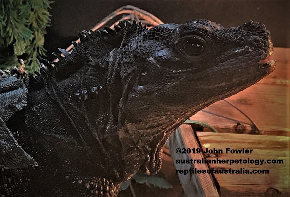 Philippine Sailfin Lizard Hydrosaurus pustulatus