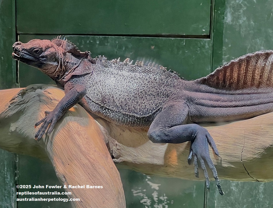 Philippine Sailfin Lizard (Hydrosaurus pustulatus) photographed at the National Zoo of Malaysia (Zoo Negara)
