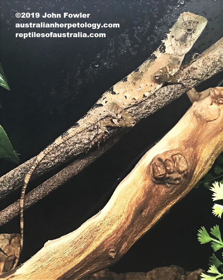 Mountain Horned Dragon Acanthosaura capra