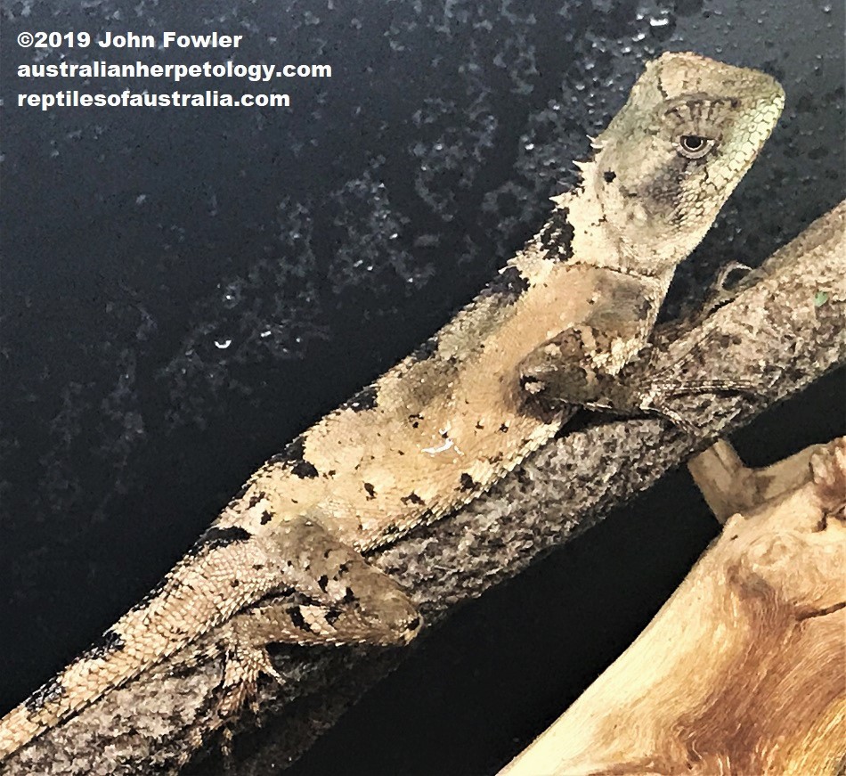 Mountain Horned Dragon Acanthosaura capra