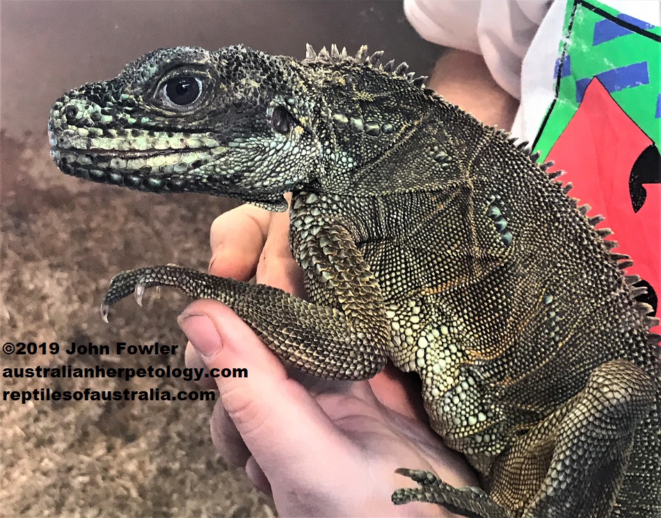 Philippine Sailfin Lizard Hydrosaurus pustulatus