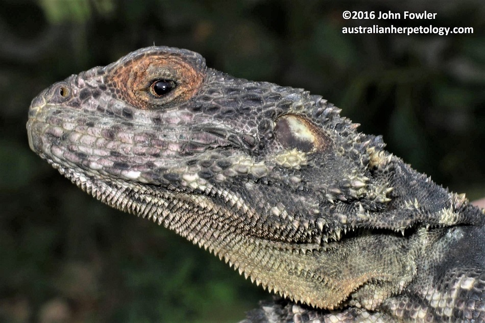 Starred Agama (Stellagama stellio) photographed on Kos, Greece