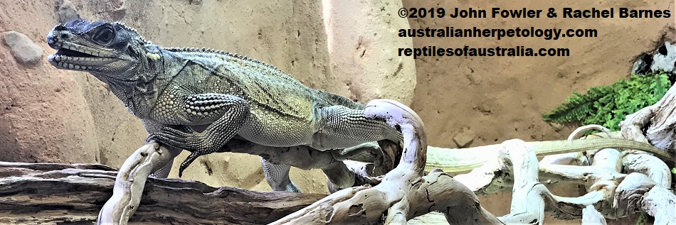 Philippine Sailfin Lizard Hydrosaurus pustulatus