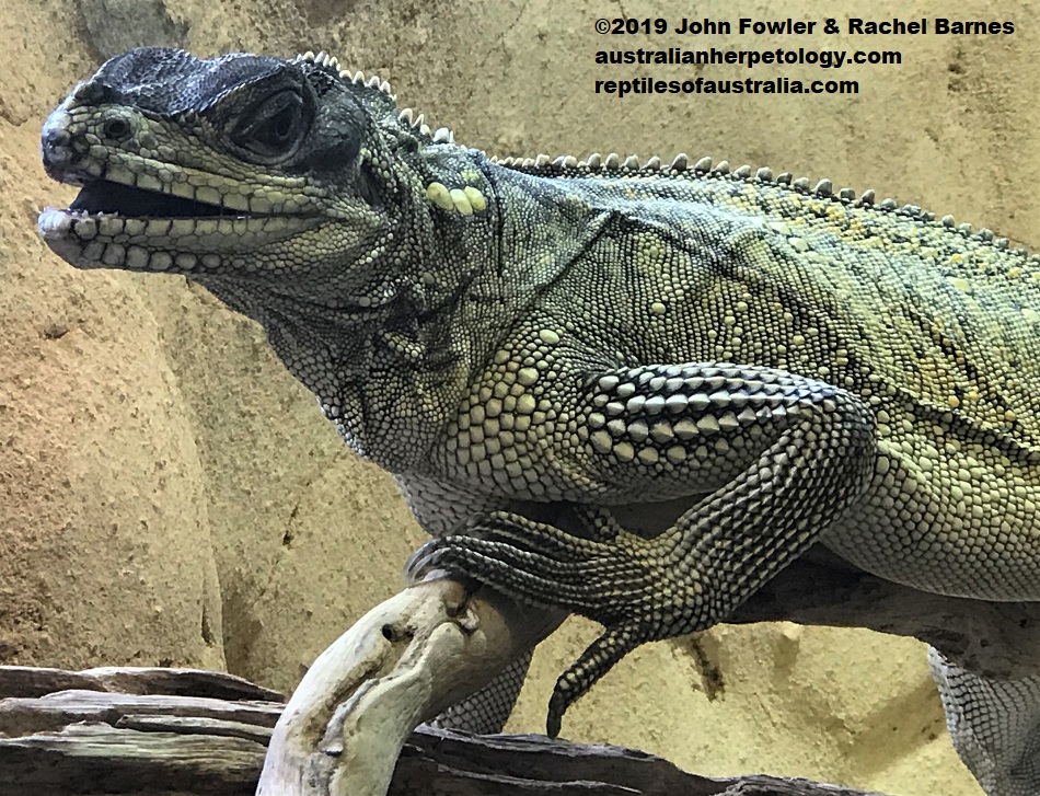 Philippine Sailfin Lizard Hydrosaurus pustulatus