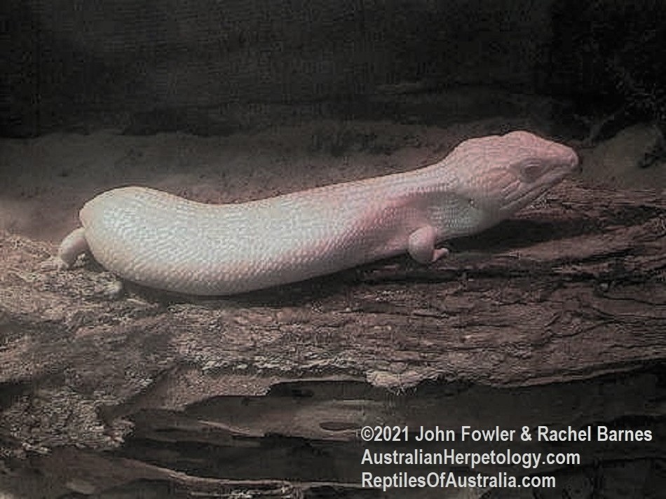 Albino Common Bluetongue (Tiliqua scincoides scincoides )