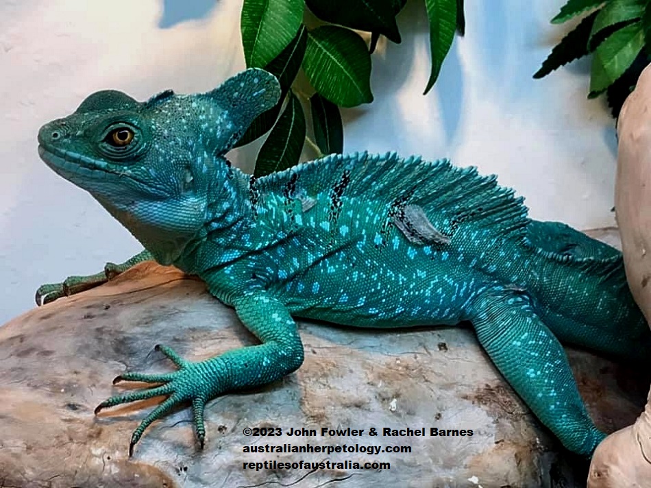 Adult Green Basilisk (Basiliscus plumifrons) photographed at Northampton Reptile & Fish Centre in the UK