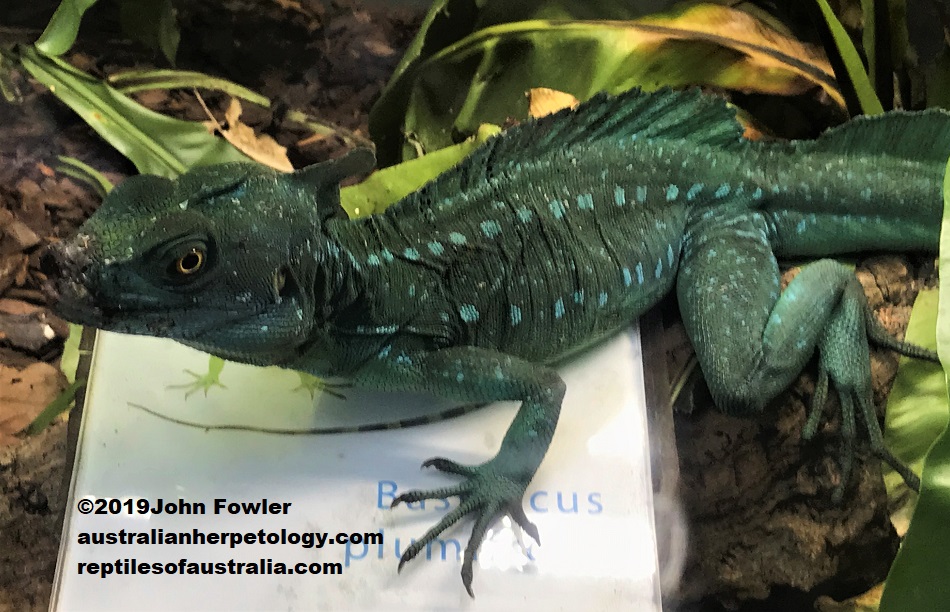 Green Basilisk (Basiliscus plumifrons) photographed at