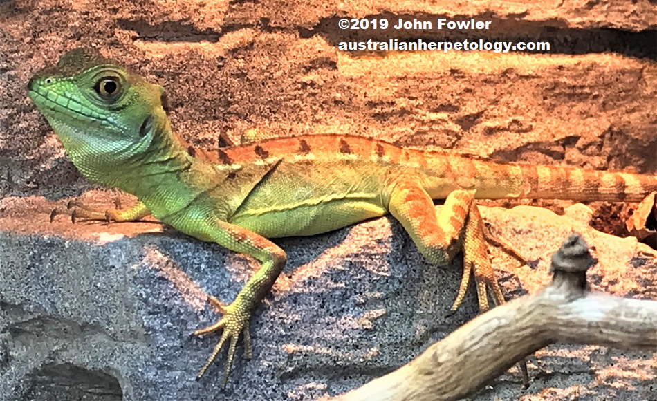 Juvenile Green Basilisk (Basiliscus plumifrons)