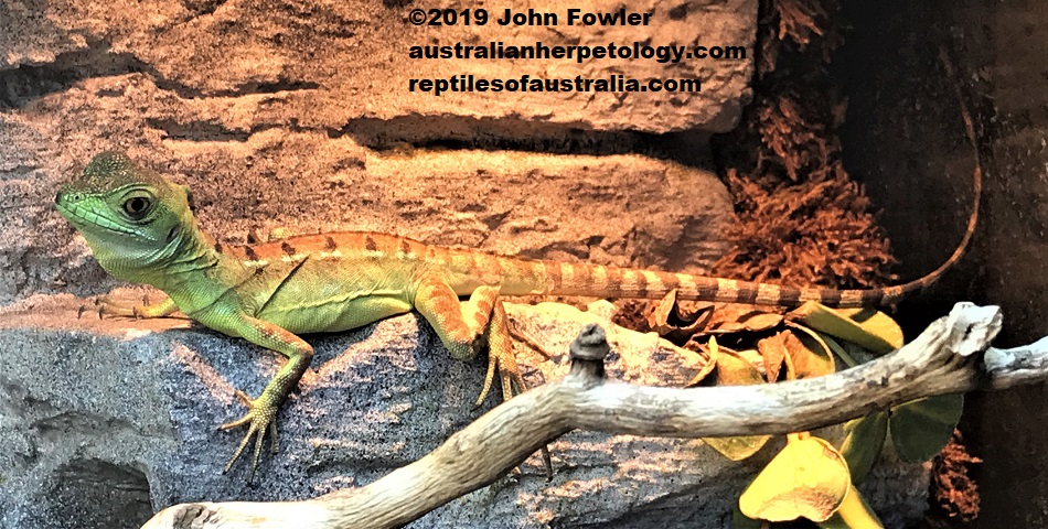 Juvenile Green Basilisk (Basiliscus plumifrons)