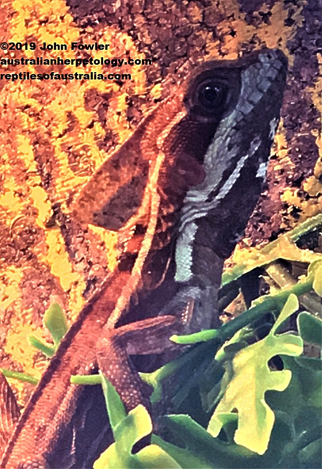 Brown Basilisk
