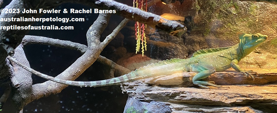 Adult Green Basilisk (Basiliscus plumifrons) photographed at the Gorge Wildlife Park, South Australia