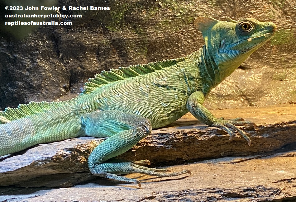 Green Basilisk