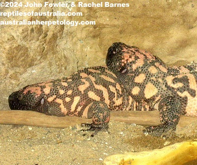 Gila Monster (Heloderma suspectum)