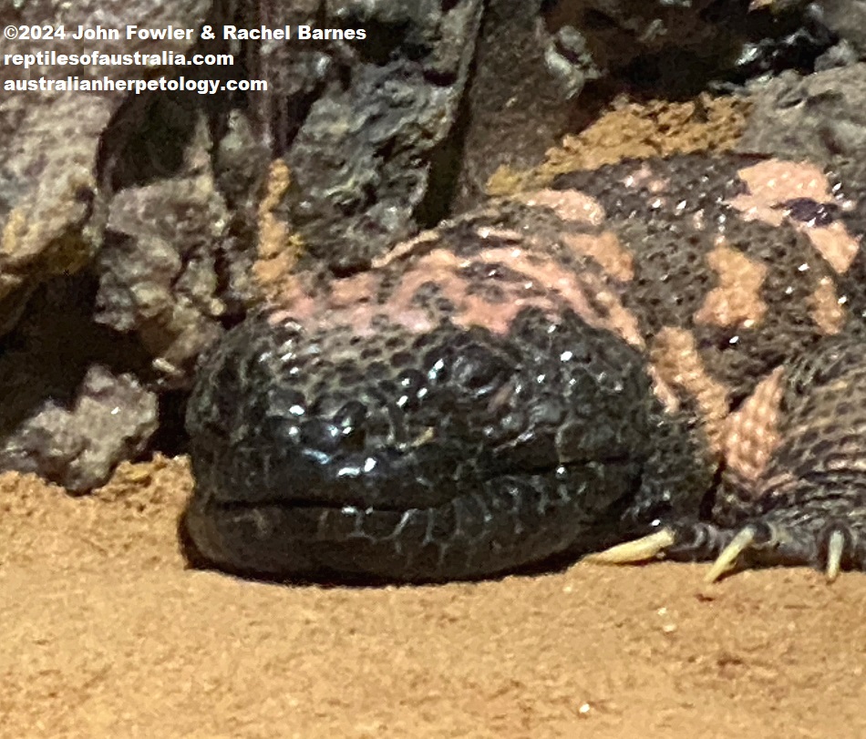 Gila Monster (Heloderma suspectum) photographed at the Gorge Wildlife Park, South Australia
