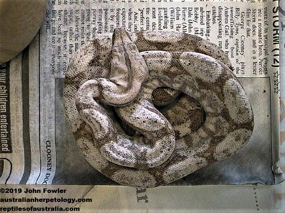 Boa imperator