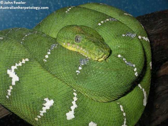 Emerald Tree Boa, Corallus caninus
