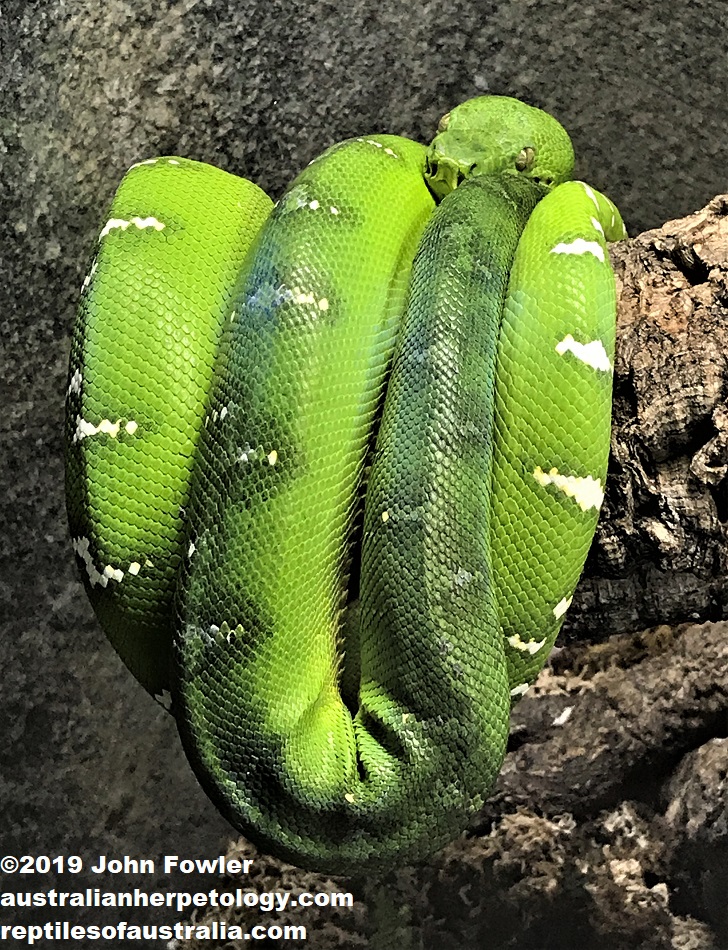 Emerald Tree Boa, Corallus caninus