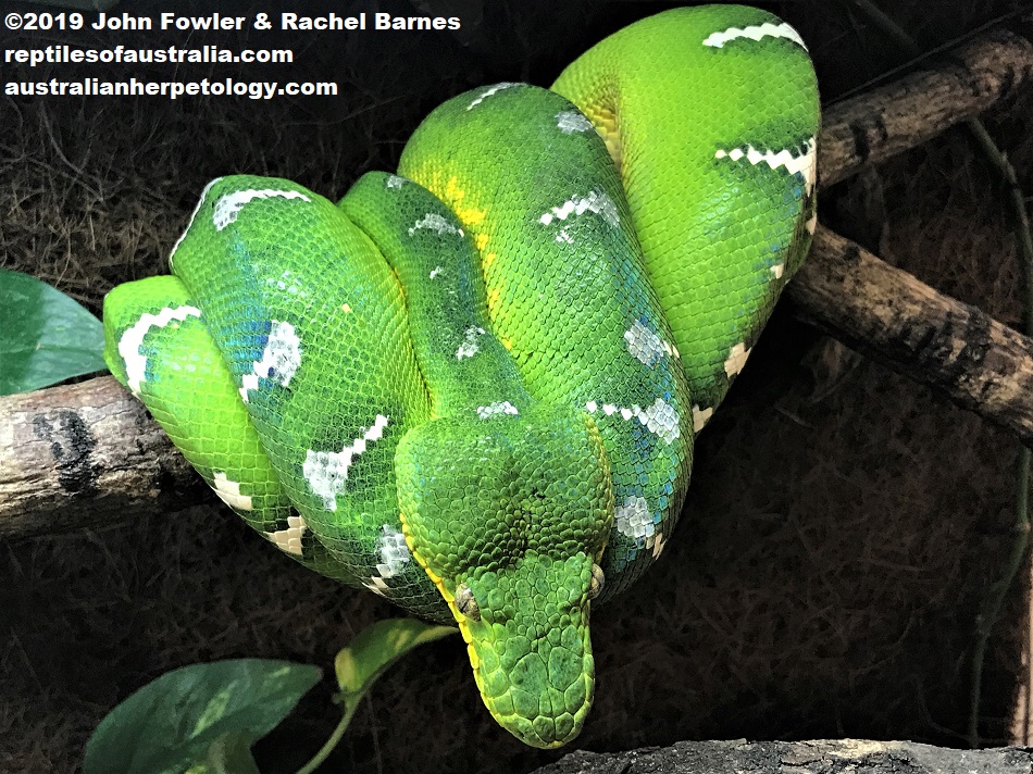 Emerald Tree Boa, Corallus caninus
