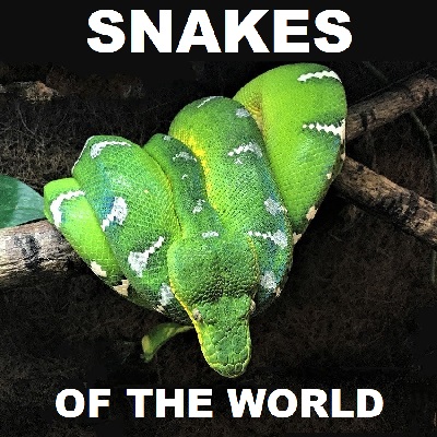 SNAKES OF THE WORLD