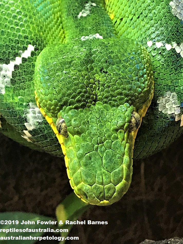 Emerald Tree Boa, Corallus caninus