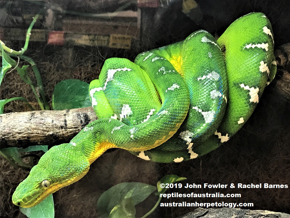 Emerald Tree Boa, Corallus caninus