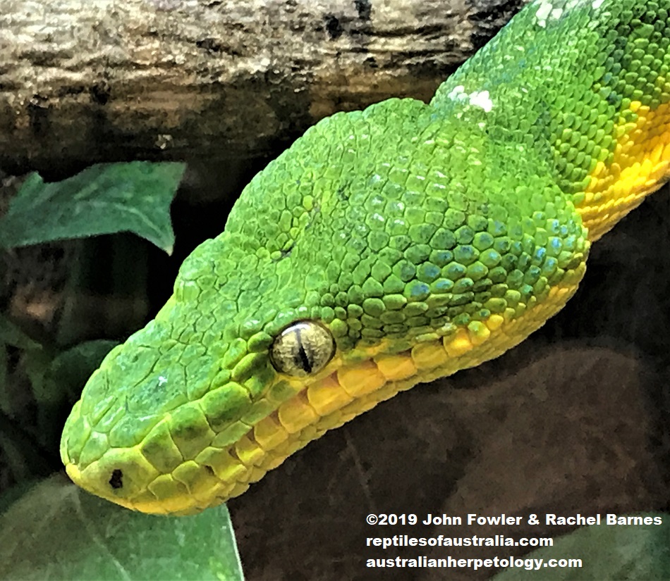 Emerald Tree Boa, Corallus caninus