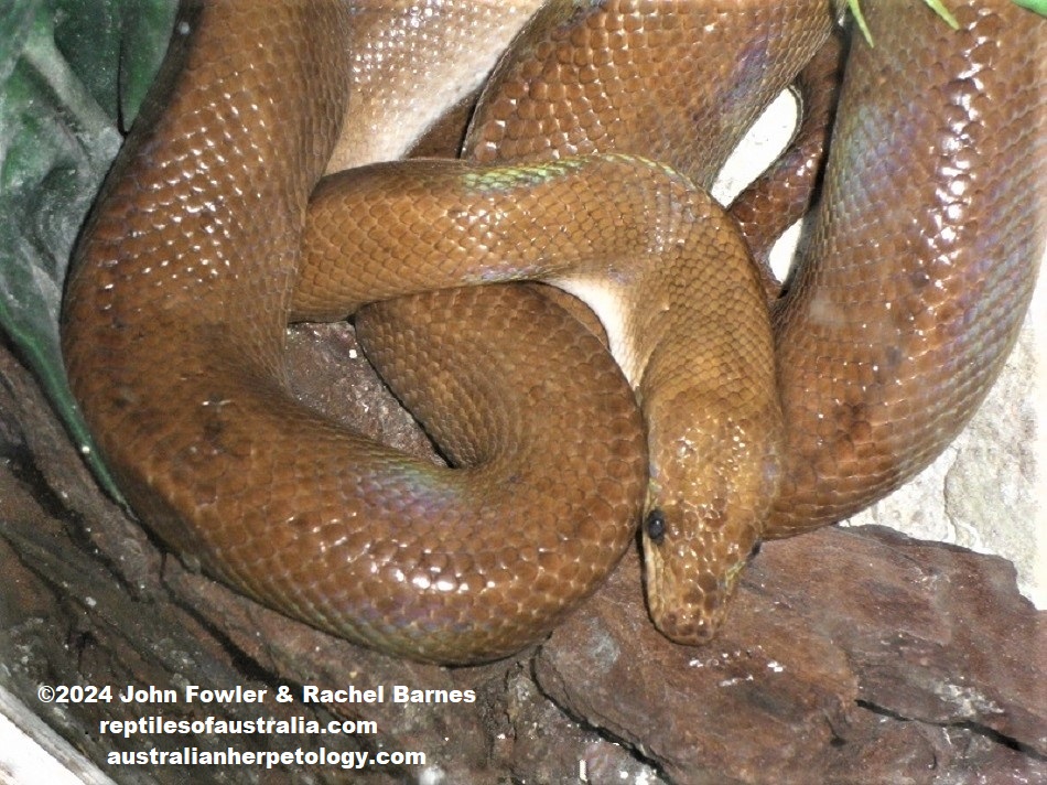 Brown Rainbow Boa Epicrates maurus