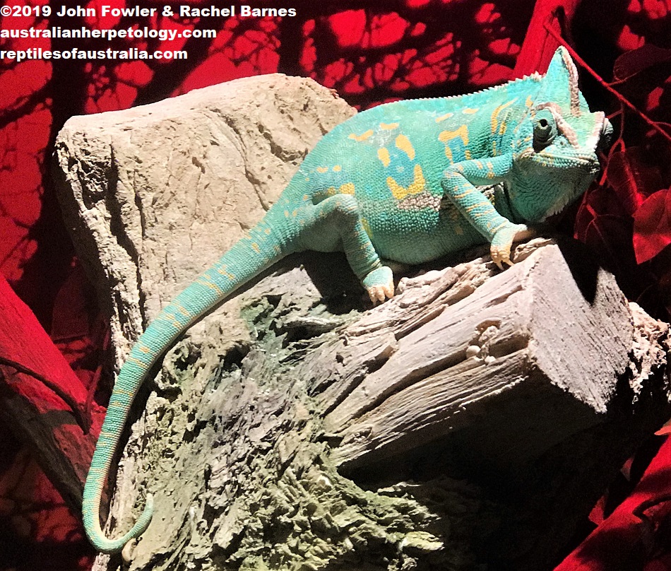 Veiled Chameleon (Chamaeleo calyptratus) - Captive animal photographed in Dubai