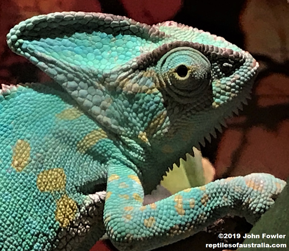 Veiled Chameleon